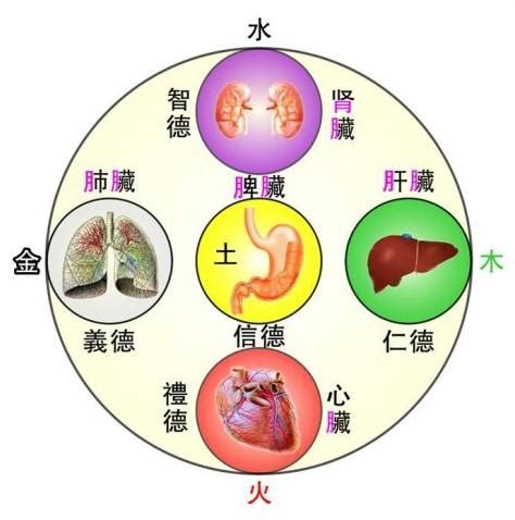 五臟六腑 五行|五臟六腑是什麼？五臟六腑的關係及功能